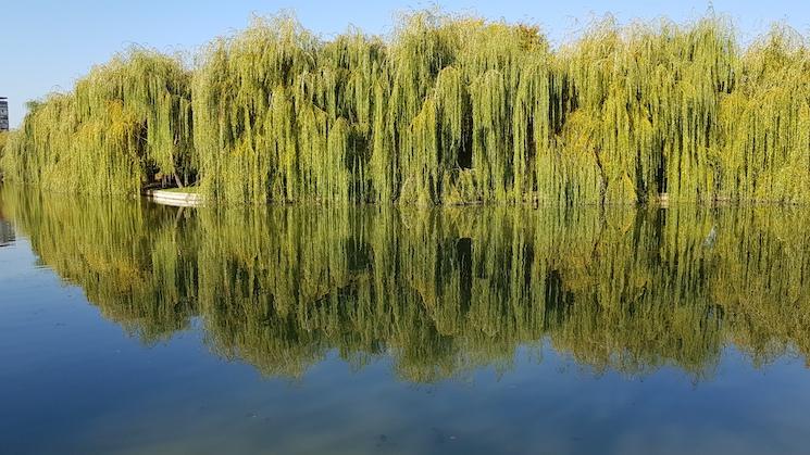 parc bucarest pique nique ior