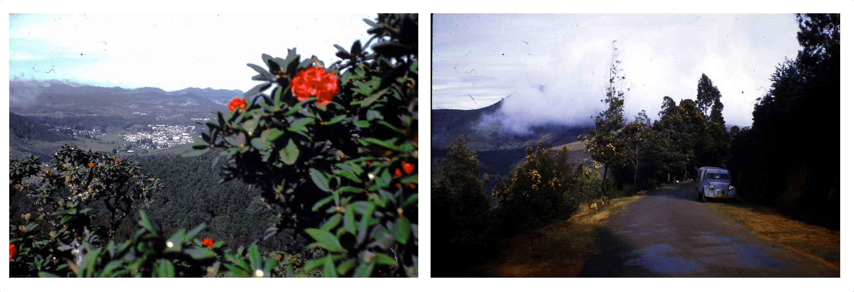 Ooty plantations madras india inde