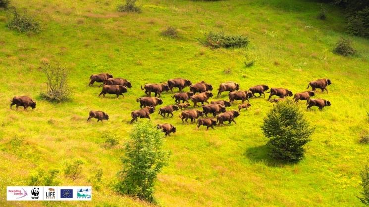 bisons-reserve-roumanie