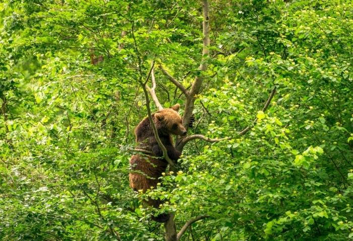 sanctuaire-ours-zarnesti-roumanie