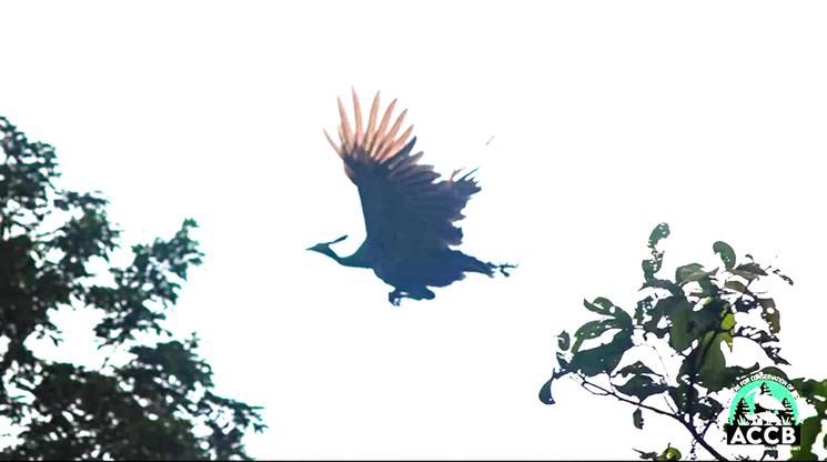 Paon vert relâchés