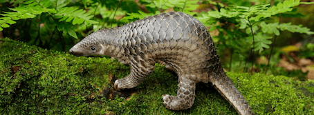 Pangolin malais dans la réserve de Bukit Timah ©Speciesonthebrink