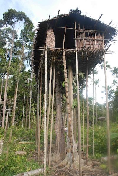 korowai habitat