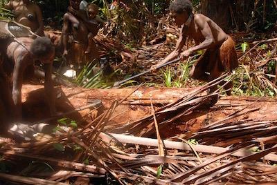 sagoutier Korowai habitat