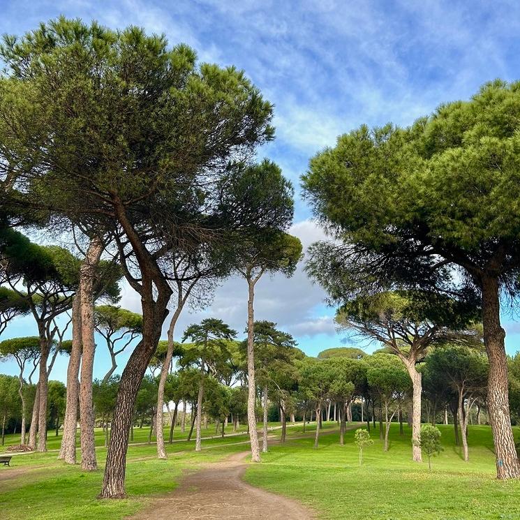arbres dans Parc Villa Doria Pamphilj
