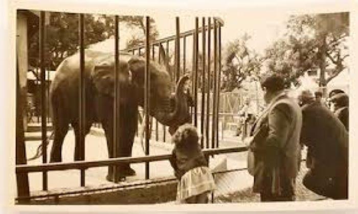 Parc de Gülhane dans les années 1960