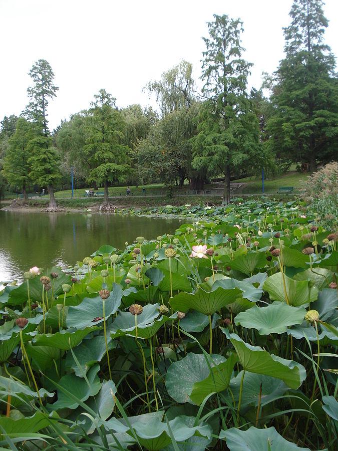parc-cirque-bucarest