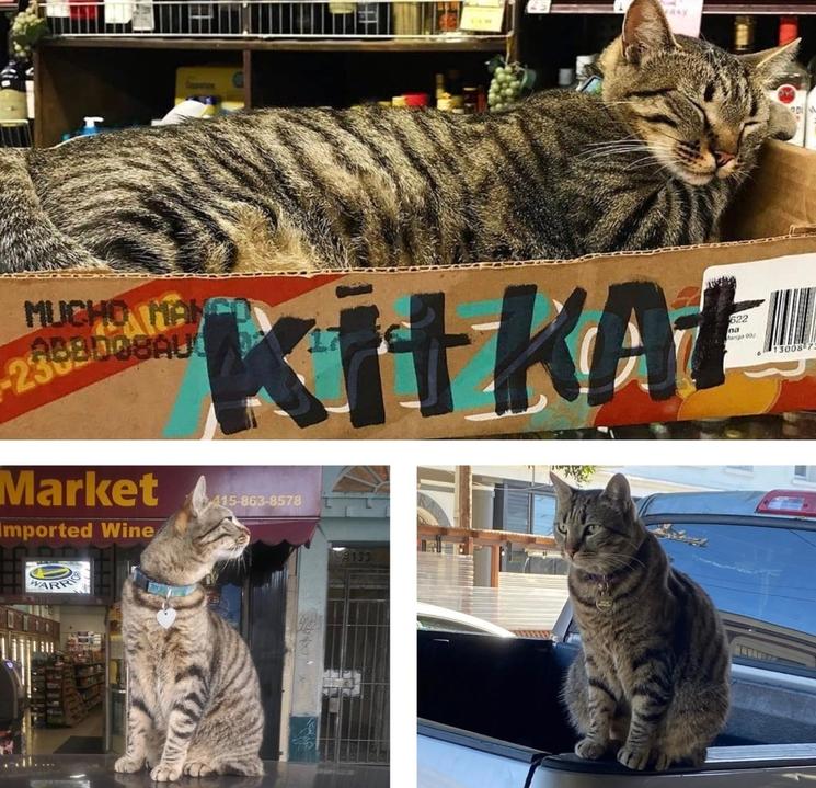 Un chat dans un boite en carton et sur le toit de voitures