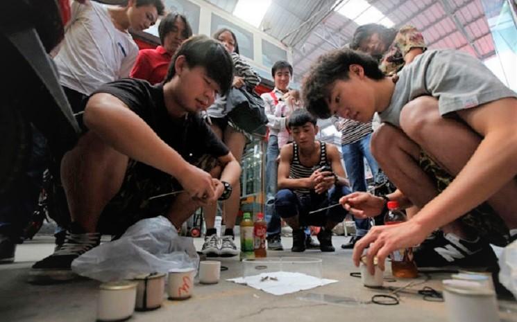 Jeux animaux Hong Kong