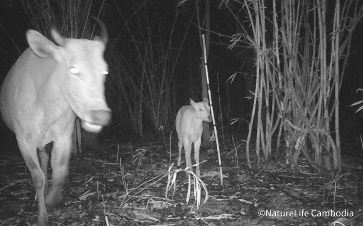 Deux bantengs photographiés de nuit. Photo : Nature Life Cambodia