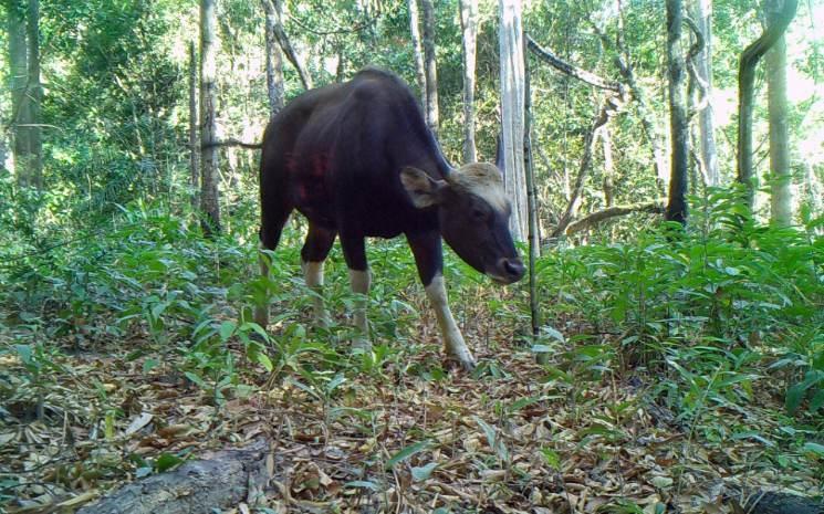 Photo d'un gaur. Photo : Nature Life Cambodia