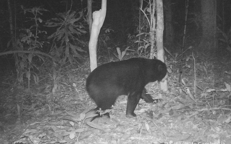 Ours malais. Photo : Nature Life Cambodia