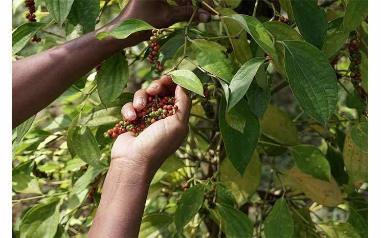 Photo Sindora Kampot Poivre Photo fournie