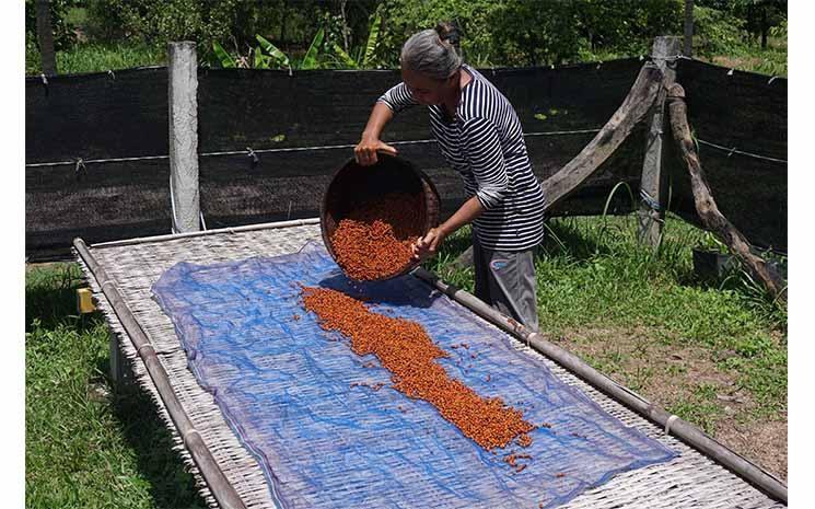 Photo Sindora Kampot Poivre Photo fournie