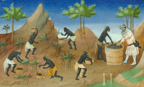 Récolte du poivre de Malabar. Miniature du Livre de Marco Polo (ms. BnF 2810, début du XVe siècle). Wikipedia.