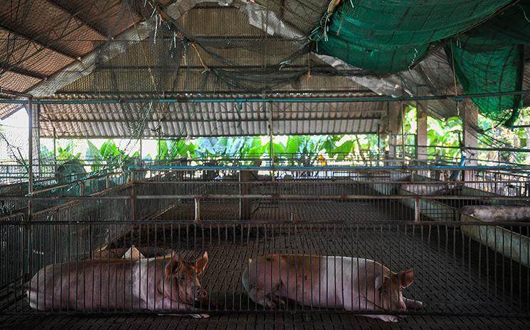 Porcherie quasiement vide en Thailande durant la peste porcine africaine