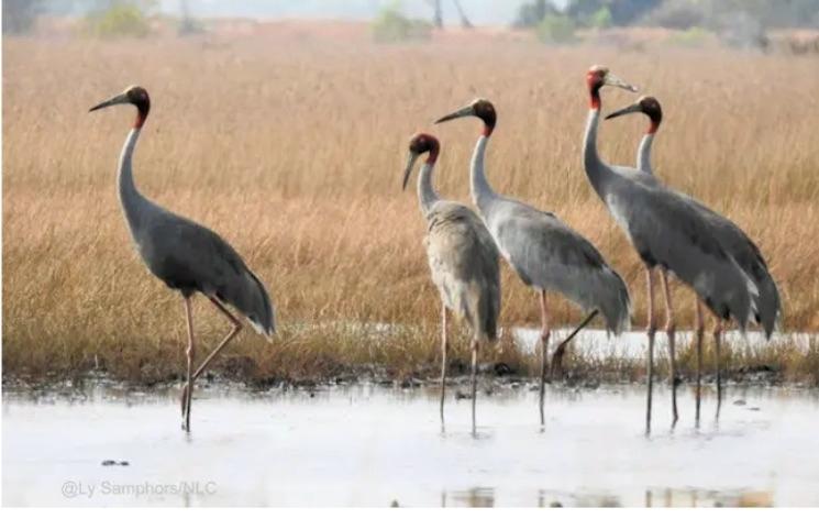 Près de 100 grues antigones recensées à Anlong Pring au Cambodge