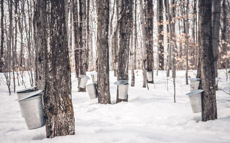 Qu’est-ce que l’eau d’érable