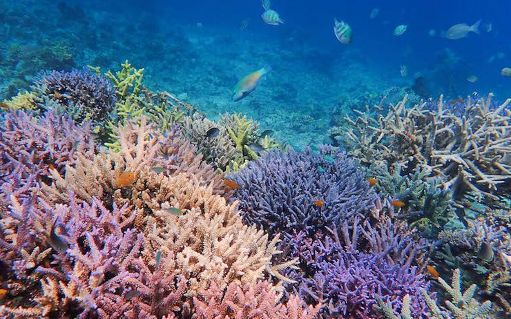 Récif restauré par Coral Guardian