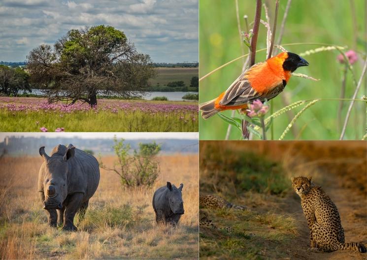 Paysages et animaux de la réserve de Rietvlei en Afrique du Sud