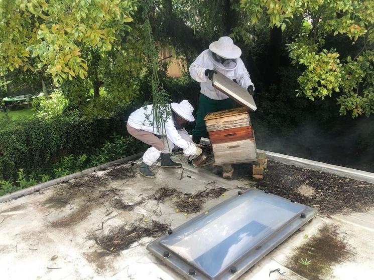 Récolte de miel, à la maison