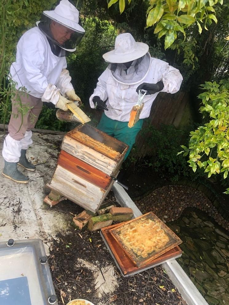 Récolte du miel par Simply Just Honey