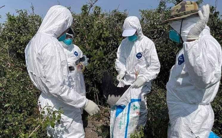 Un cinquième décès dû à la grippe aviaire H5N1 au Cambodge en 2025