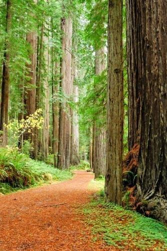 Parcs d'État et national Redwood, parmi les sites unesco aux Etats-Unis