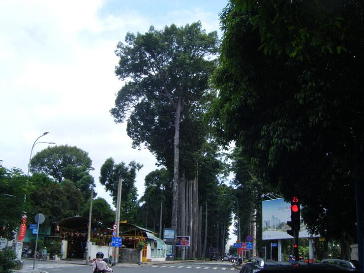En remontant la rue Trương Định depuis Bến Thành, la vaste canopée du parc apparaît, offrant un oasis de calme