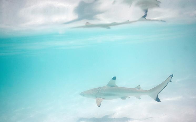 Un requin pointe noire dans les eaux de Maya Bay en Thailande