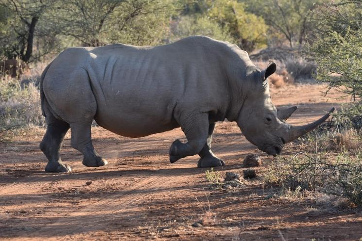 Rhino par Laurence Zanino
