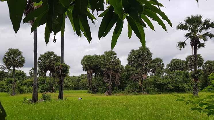 Rizières cambodgienne avec des palmiers à sucre
