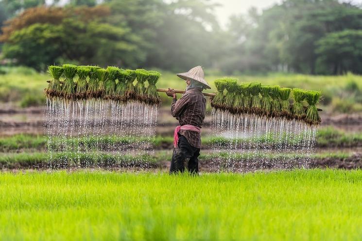 Rizieres au Laos