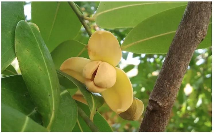 Romduol, l’emblème floral du Royaume du Cambodge
