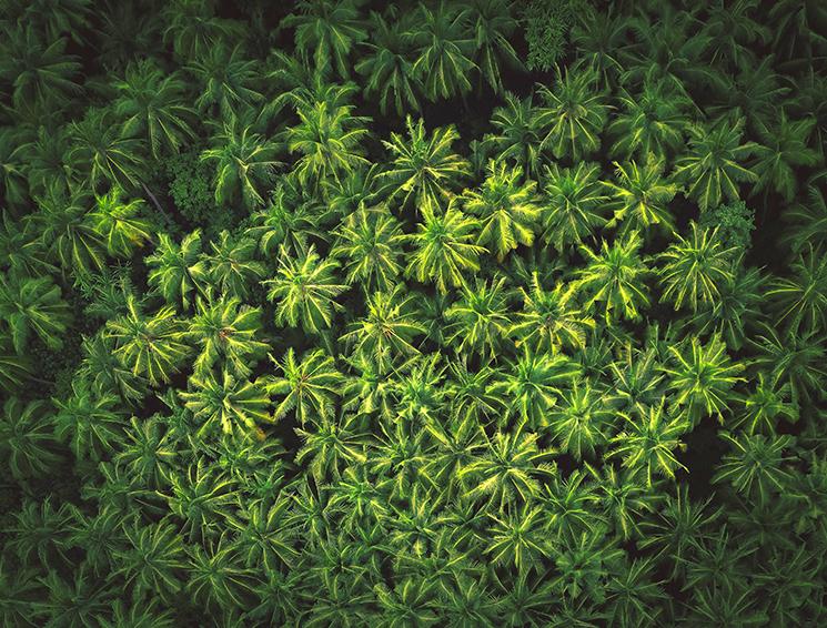 Une forêt de palmiers en Nouvelle Calédonie