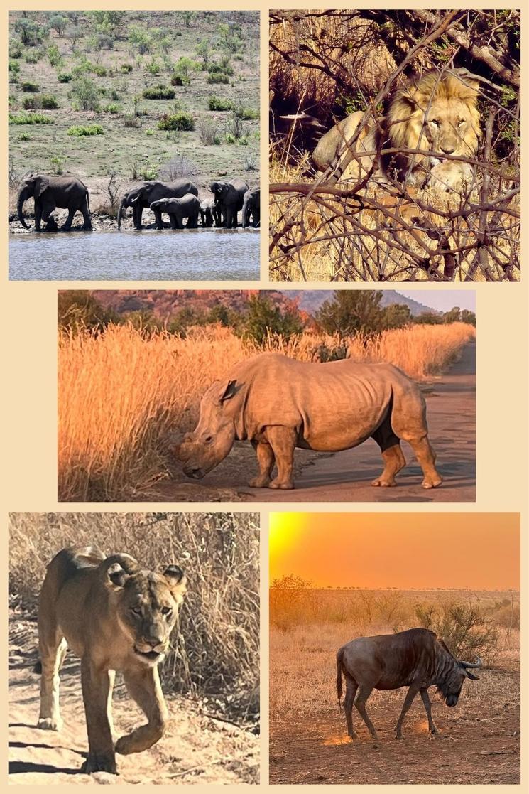 Animaux d'Afrique du Sud