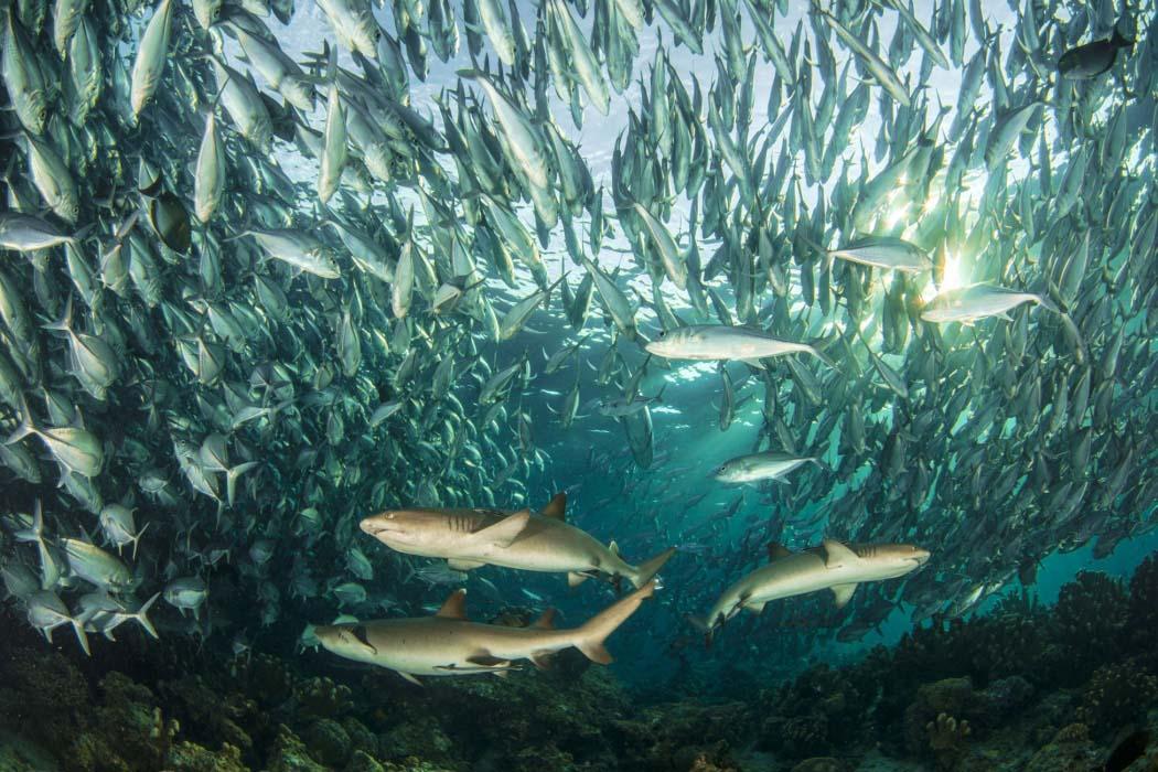 mabul plongée sutau