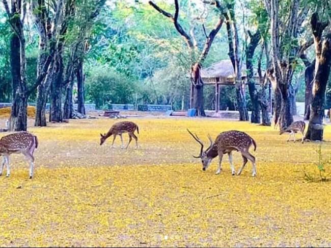 coronavirus Sanjay Gandhi park