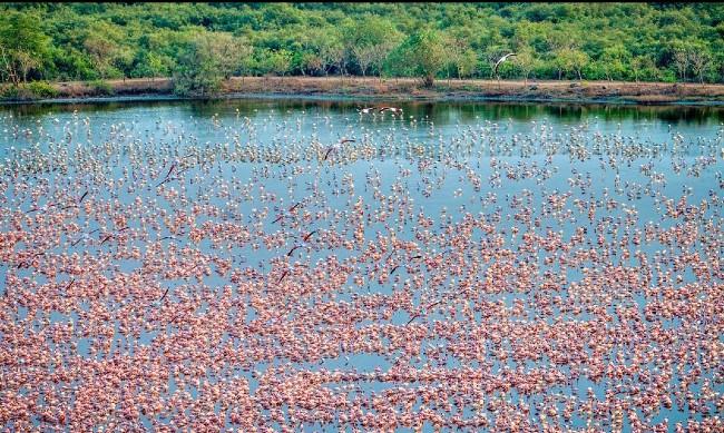 coronavirus flamingo Thane