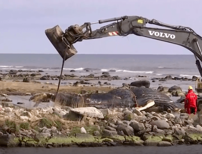 Baleine remorquée sur l'île d'Öland