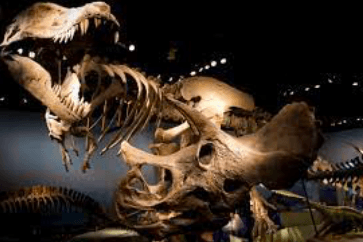 chasse oeufs dinosaure