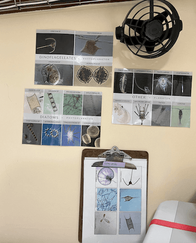 Photos plancton Tara