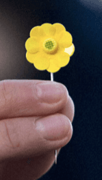 Majblomman 2025 fleur de mai