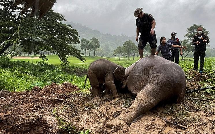 Une elephante endormie et son petit apres un sauvetage spectaculaire en Thailande