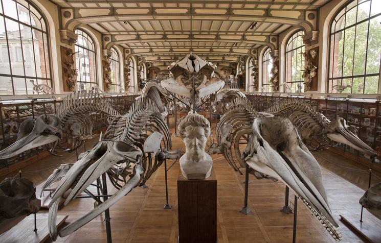 Muséum National d’Histoire Naturelle