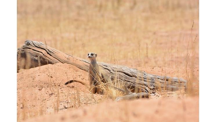 Suricate dans le bush