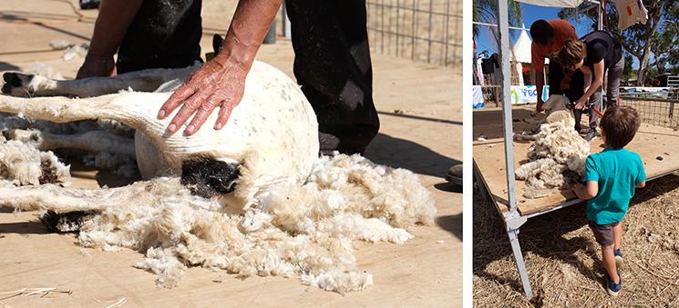 démonstration de tonte de moutons à la foire de Bourail
