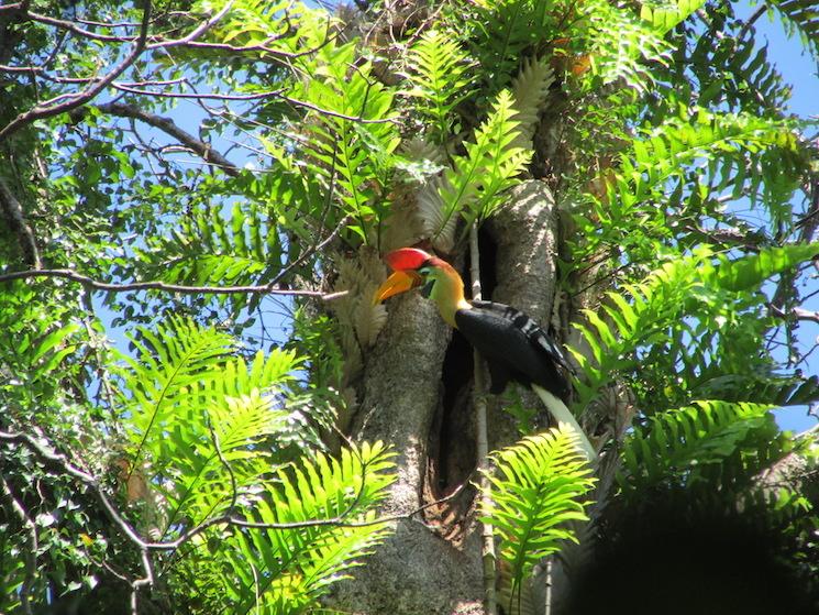 Calao Tangkoko Sulawesi