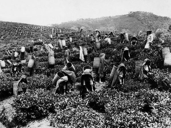 Tea plantation in British India