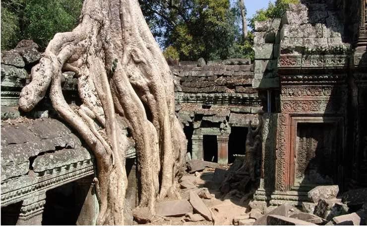 Tetrameles nudiflora, le dévoreur de temples